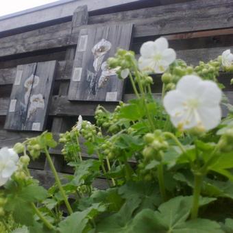 Geranium macrorrhizum 'White Ness'