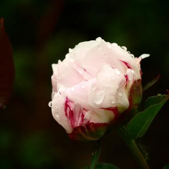 Paeonia lactiflora 'Shirley Temple'