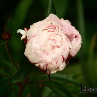 Paeonia lactiflora 'Shirley Temple'