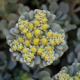 Sedum spathulifolium 'Cape Blanco'