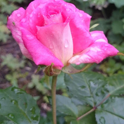 Rosa 'Cuwaert' - 