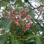 Aesculus x arnoldiana - 