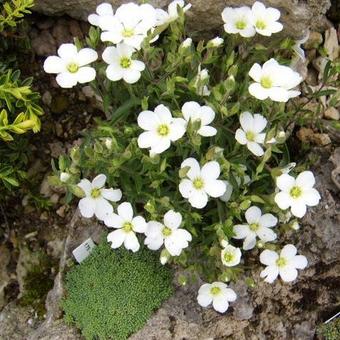 Arenaria montana