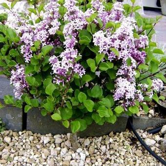 Syringa pubescens subsp. microphylla 'Superba'