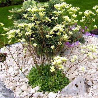 Saxifraga paniculata 'Lutea'