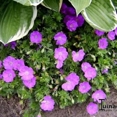 Geranium sanguineum 'Max Frei' - Geranium sanguineum 'Max Frei' - Geranium sanguineum 'Max Frei'