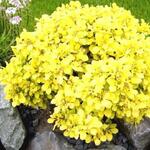 Berberis thunbergii 'Tiny Gold' - 