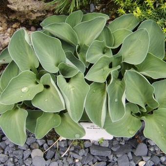 Hosta 'Blue Mouse Ears'