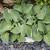 Hosta 'Blue Mouse Ears'