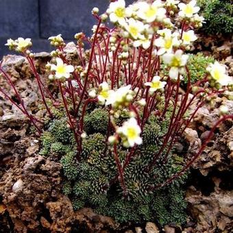 Saxifraga paniculata var. minutifolia