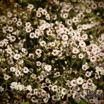 Gypsophila paniculata 'FESTIVAL White' - 