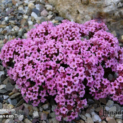 Sedum pilosum - 