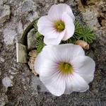 Oxalis 'Ute' - 