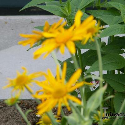 Helenium bigelovii 'The Bishop'