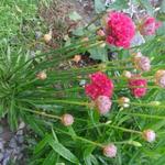 Armeria pseudarmeria 'BALLERINA Red' - 