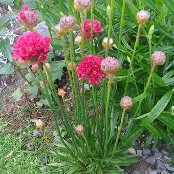 Armeria pseudarmeria 'BALLERINA Red'