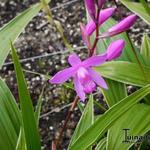 Bletilla striata purple - 