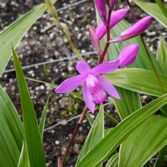 Bletilla striata purple