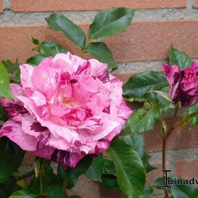 Rosa 'Purple Tiger' - 