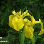 IRIS DES MARAIS - Iris pseudacorus