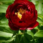 Paeonia - Pivoine