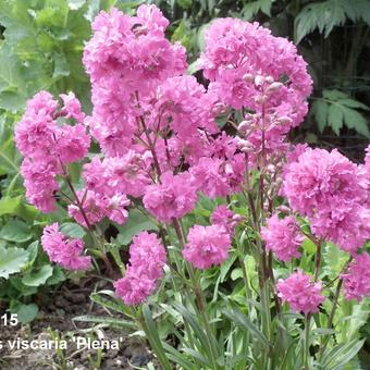 Lychnis viscaria 'Plena'