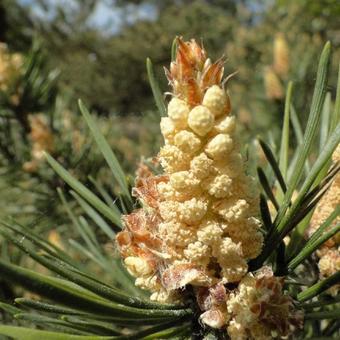 Pinus sylvestris