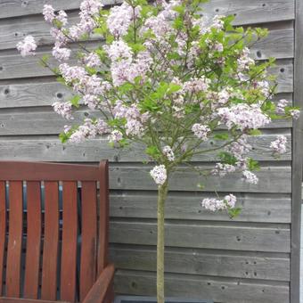 Syringa meyeri 'Palibin'