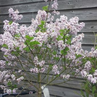 Syringa meyeri 'Palibin'