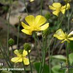 Ranunculus gramineus - Grasblättriger Hahnenfuß