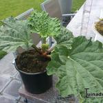 Rheum rhabarbarum 'Goliath' - 