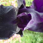 Iris germanica 'Night Owl' - Iris germanica 'Night Owl'