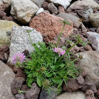 Scabiosa japonica var. alpina 'Pink Diamonds'