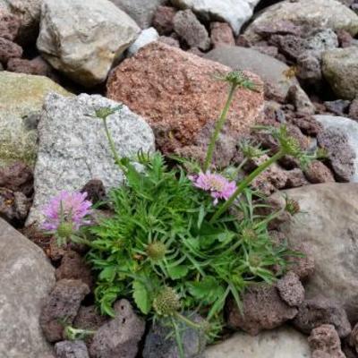 Scabiosa japonica var. alpina 'Pink Diamonds' - 