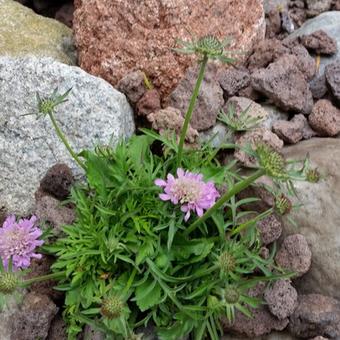 Scabiosa japonica var. alpina 'Pink Diamonds'