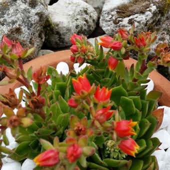 Echeveria setosa