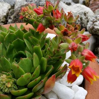 Echeveria setosa