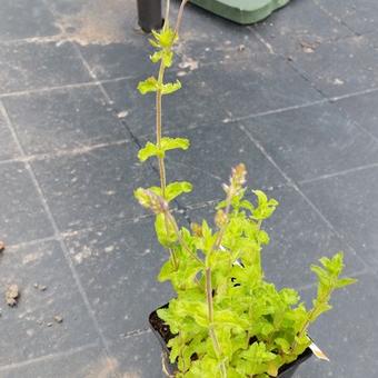 Veronica austriaca subsp. teucrium 'Royal Blue'