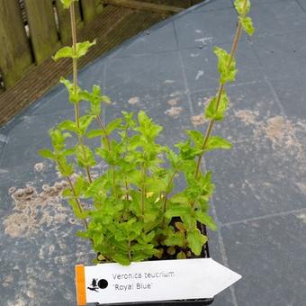 Veronica austriaca subsp. teucrium 'Royal Blue'