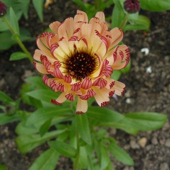 Calendula officinalis 'Bronzed Beauty'