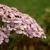 Achillea millefolium 'Lilac Beauty'