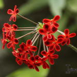 Pelargonium ardens - 