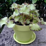 Begonia bowerae - Wimpern-Begonie