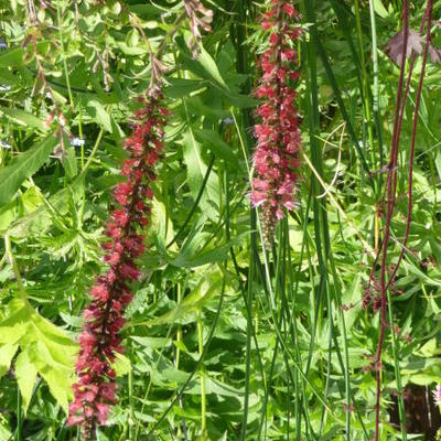 Echium russicum - 