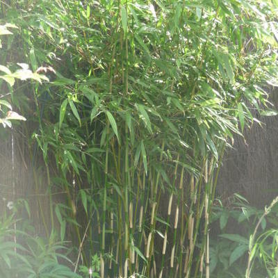 Fargesia robusta 'Pingwu' - 