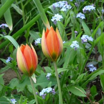 Tulipa whittallii