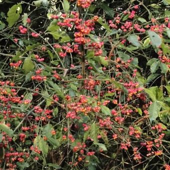 Euonymus europaeus