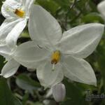 Solanum jasminoides - Morelle faux jasmin