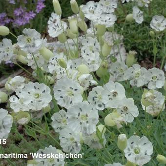 Silene uniflora 'Weisskehlchen'