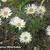 Aster alpinus 'White Beauty'